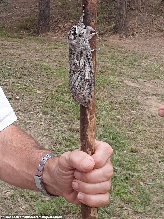 Как выглядит австралийский мотылек размером с человеческую руку