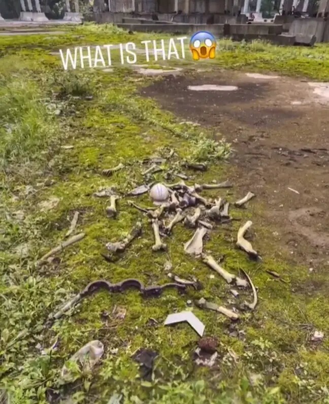 В чернобыльской зоне отчуждения нашли таинственную кучу костей