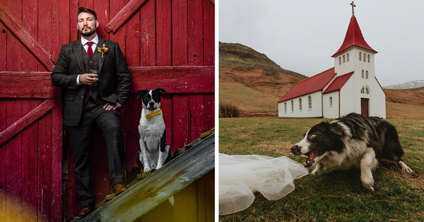 19 собачьих финалистов конкурса на лучшее свадебное фото
