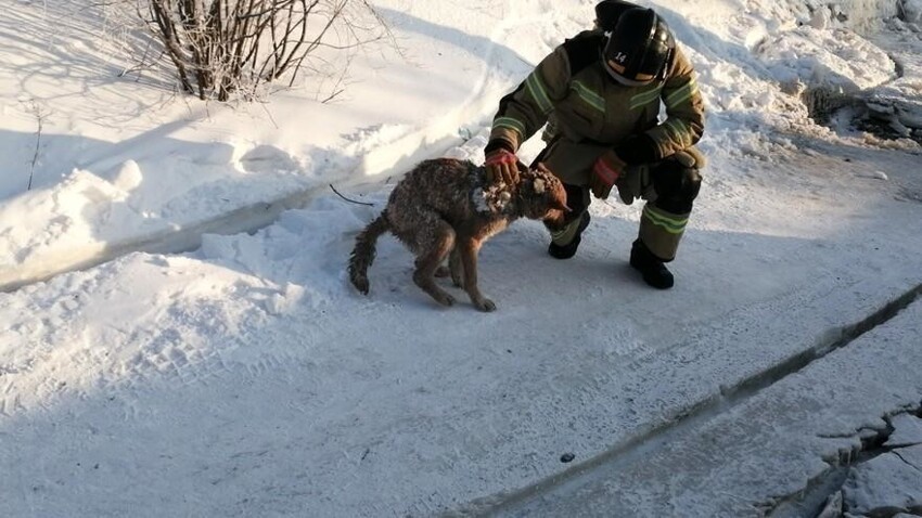 Через 2 дня спасатели вернулись на место пожара и отколупали чудом уцелевшую в огне собаку от глыбы льда