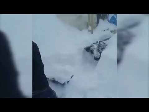 Корову откапывают из-под снега 