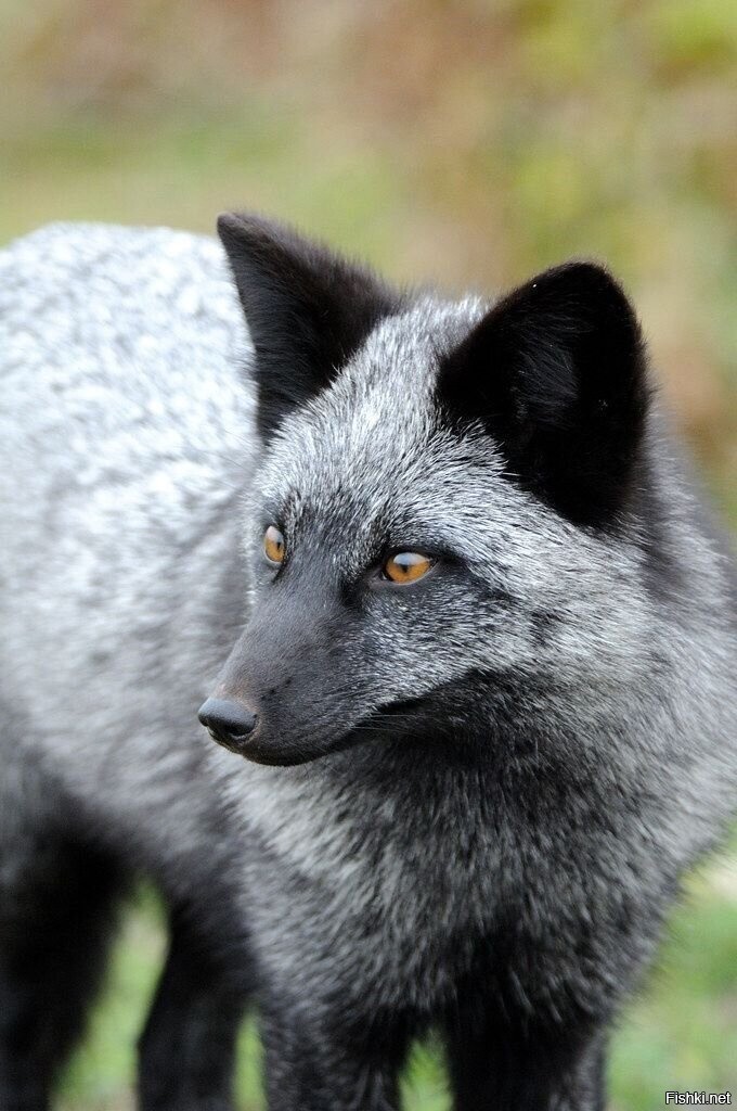 A particularly majestic-looking silver fox