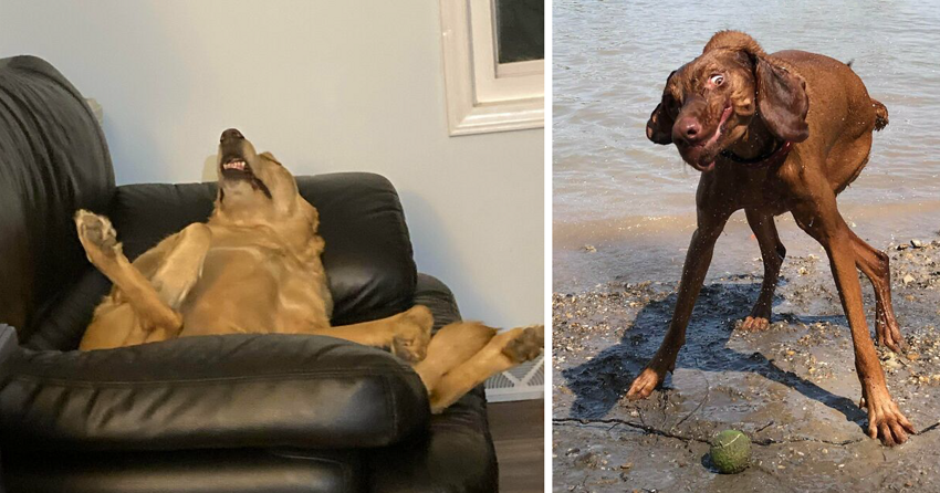 «Помогите, мой пес сломался!»: 40 собак, которые любят почудить
