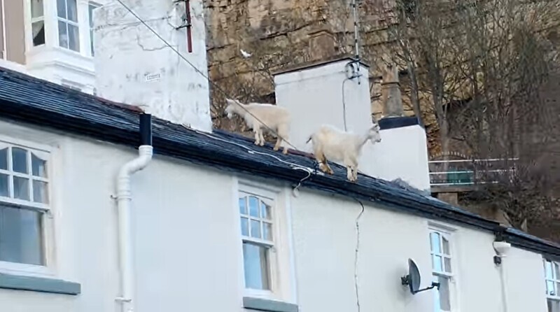 Англичанин удивился козлам на крыше своего дома