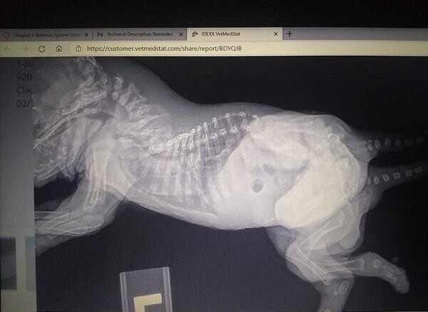 Вот как выглядит рентгеновский снимок Шкиппер