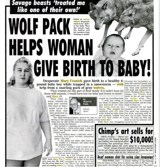 Дикие волки спасли беременную женщину и стали её "акушерами".