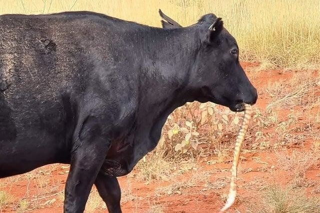 Ничего необычного, просто корова ест змею. Австралия
