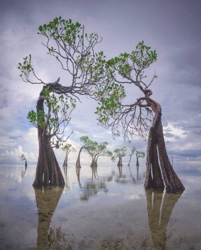 Танцующие деревья острова Сумба, Индонезия