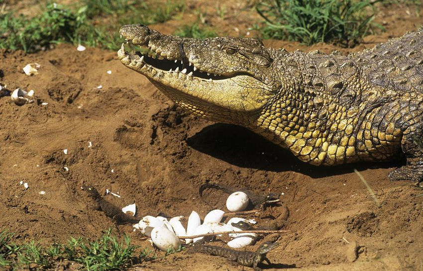 Зачем черепахи подкидывают свои яйца крокодилам?