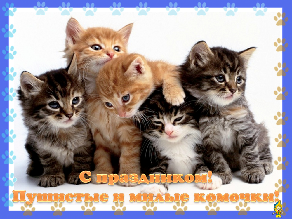 Когда день котят. Всемирный день котят. всемирный день кошек 8 августа. котята с днем кошек. всемирный день кошек открытки.