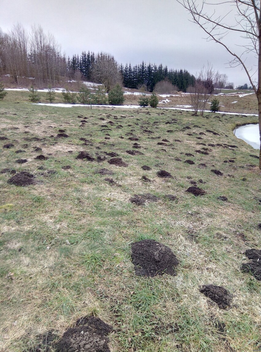 Видимо, "моим" кротам зимой было очень скучно