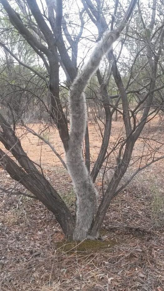 Что не так с этим деревом?