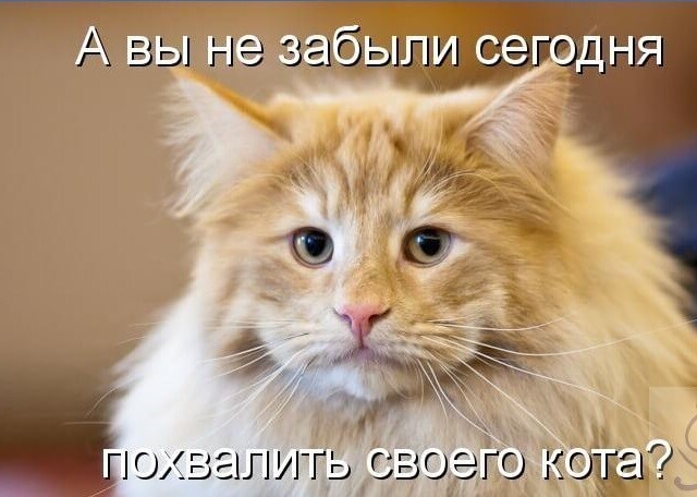 1 марта всемирный день кошек