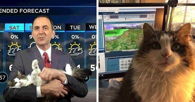 Синоптик ведёт прогноз погоды со своей кошкой Бетти