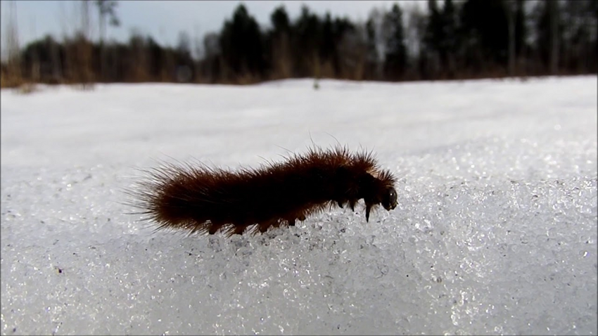 Что за странные гусеницы вылазят зимой из под снега?