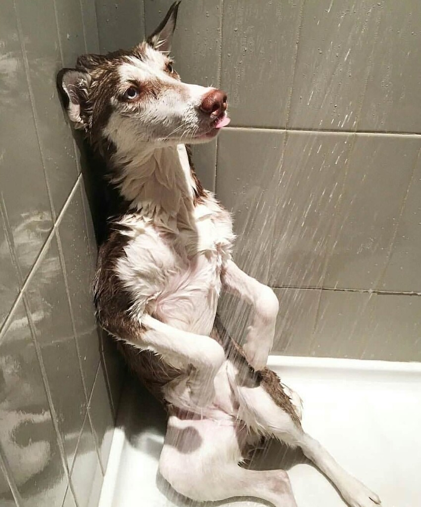 Сегодня я узнал, что мой пёс сам включает себе душ