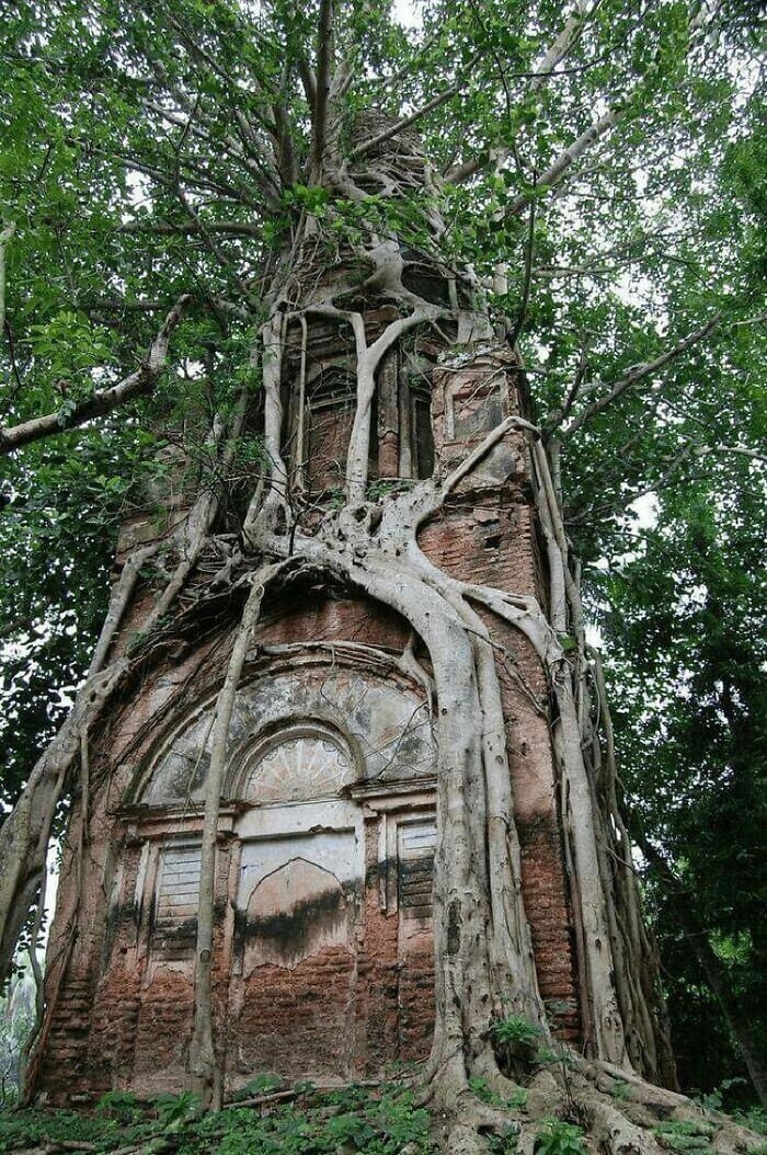 7. Старый храм Шивы накрепко окружен священным деревом Бодхи, Бангладеш