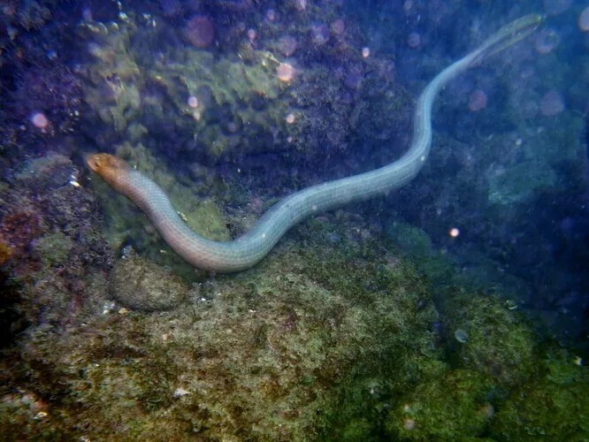 7 место: морская змея Дюбуа