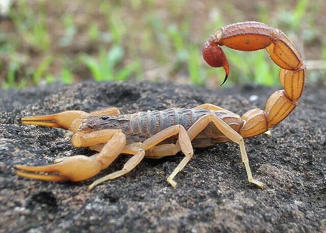 10 место: индийский красный скорпион