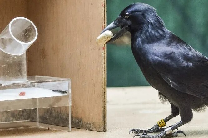 Почему интеллект ворона уникален