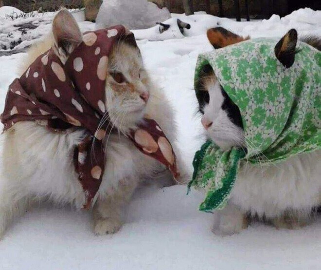 Кошки, которым платочек к лицу, то есть к усам