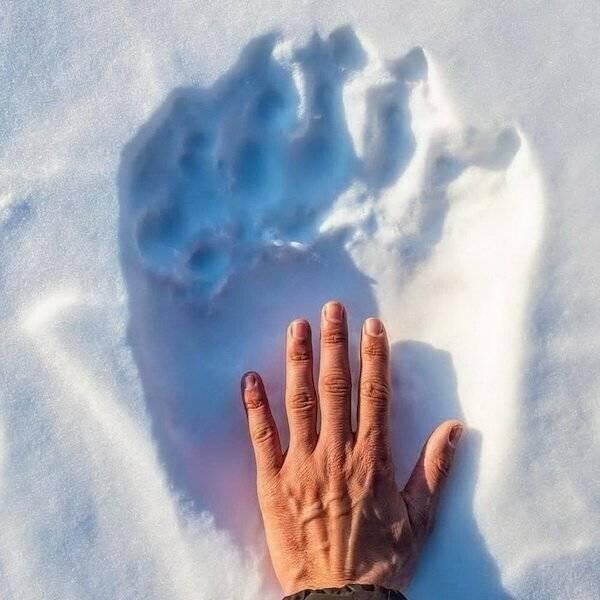 12. Рука человека по сравнению со следом полярного медведя на снегу