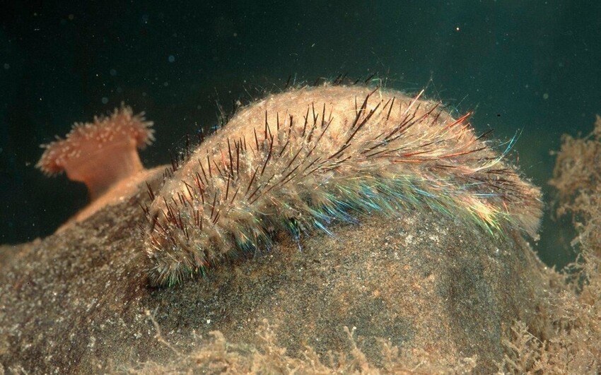 Морская мышь: Как примитивный червь, сияющий всеми цветами радуги, дал толчок к развитию нанотехнологий