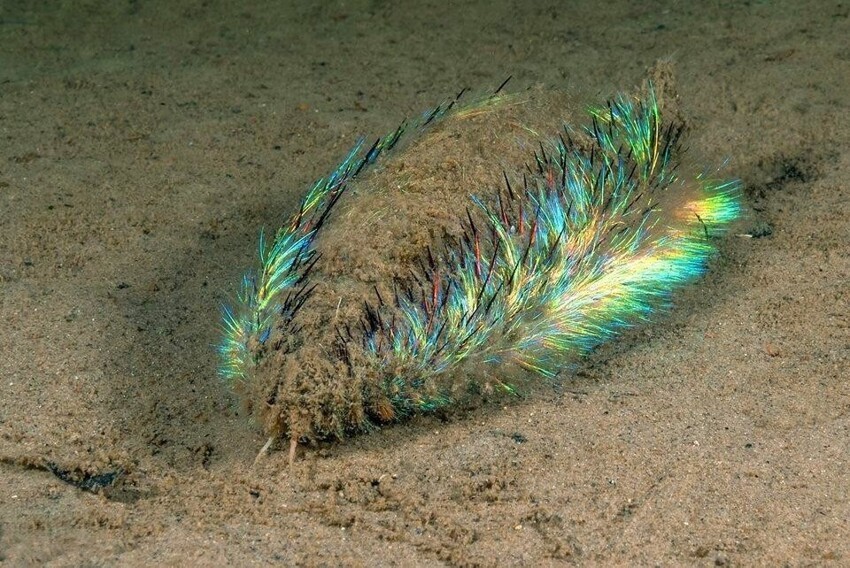 Морская мышь: Как примитивный червь, сияющий всеми цветами радуги, дал толчок к развитию нанотехнологий