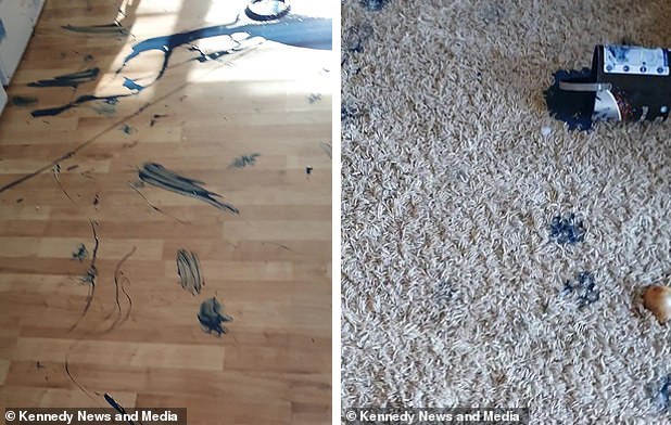 Хозяйка «самого невоспитанного пса в Британии» показала, как он разнес дом за две минуты