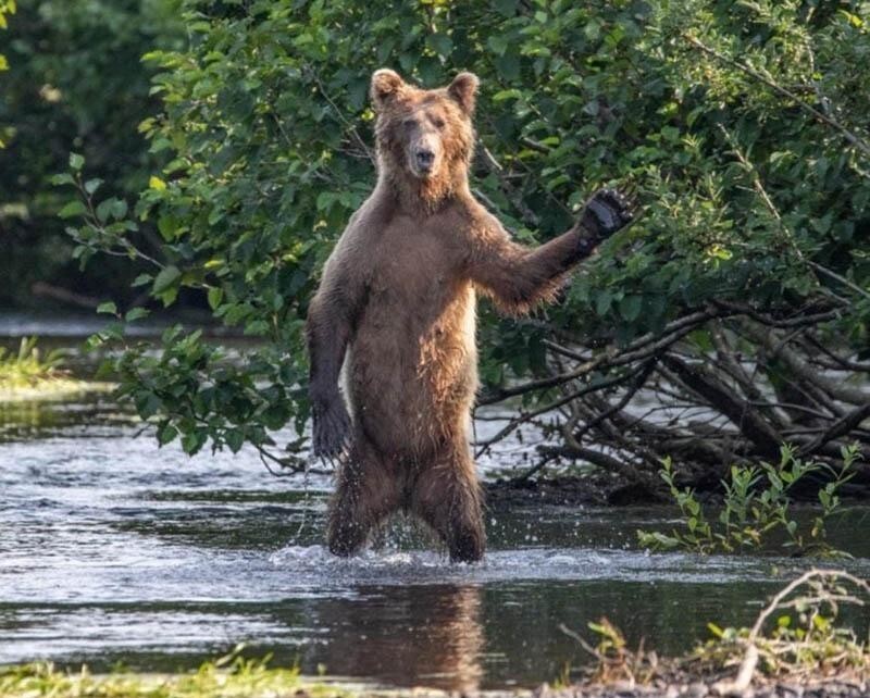 Медведь приветствует фотографа. Но лучше к нему не приближаться, конечно же.
