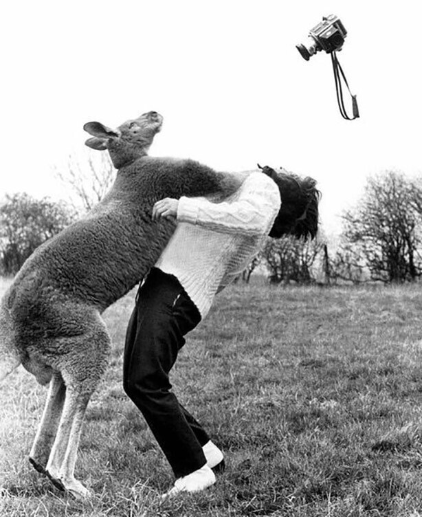 Кенгуру атакует назойливого фотографа Джона Дрисдэйла... Аж тяжеленный Хассельблад взлетел... 1961 год