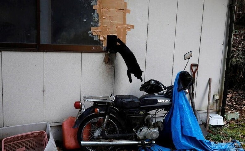 Японец остался жить рядом с "Фукусимой" ради чужих кошек