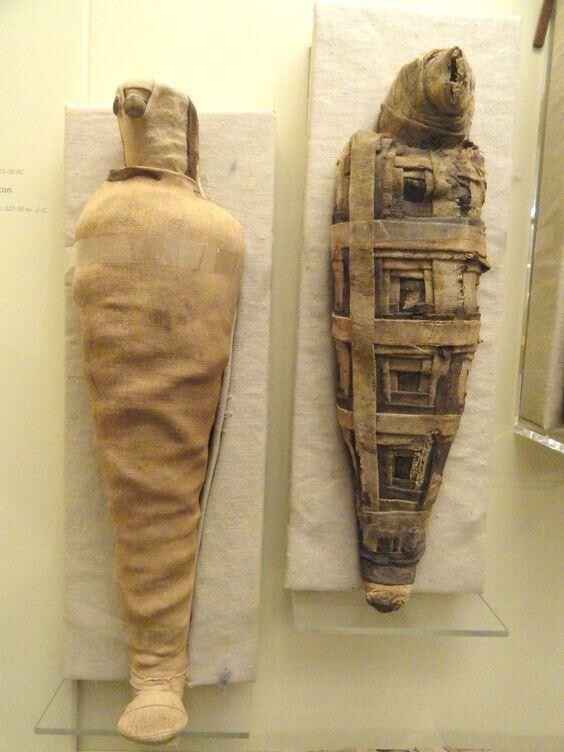 Сегодня мумии птиц, зверей и рыб – популярные экспонаты многих музеев