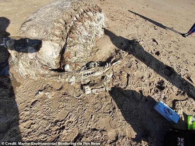 На берег в Британии выбросило 7-метрового морского монстра