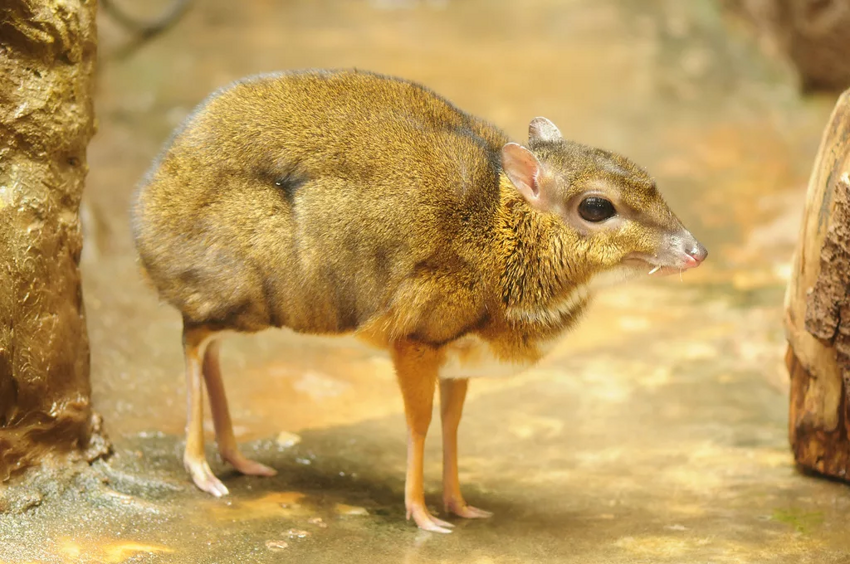 Оленьки: Крошечные копытные размером с крысу. Они древние, саблезубые, а их желудок устарел на 25 млн лет!