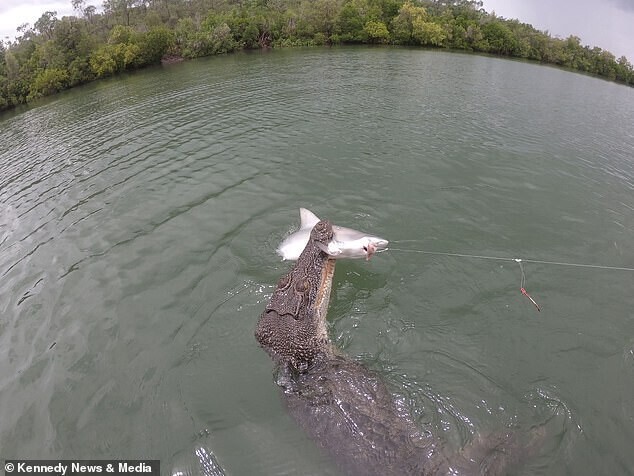 Видео: крокодил отнимает у рыбаков пойманную добычу
