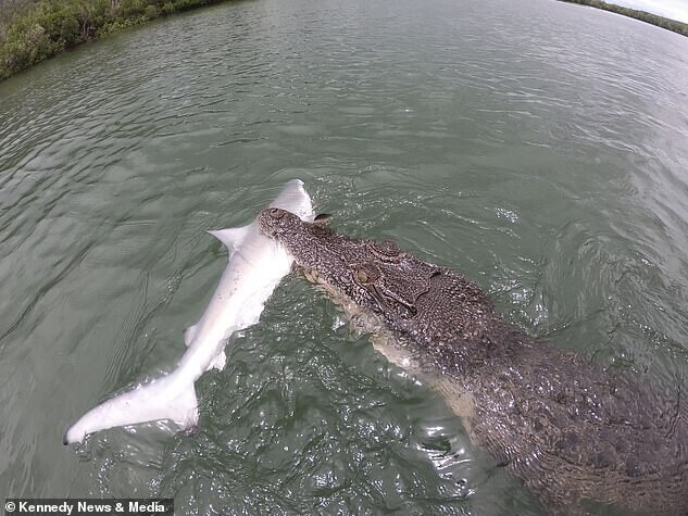 Видео: крокодил отнимает у рыбаков пойманную добычу