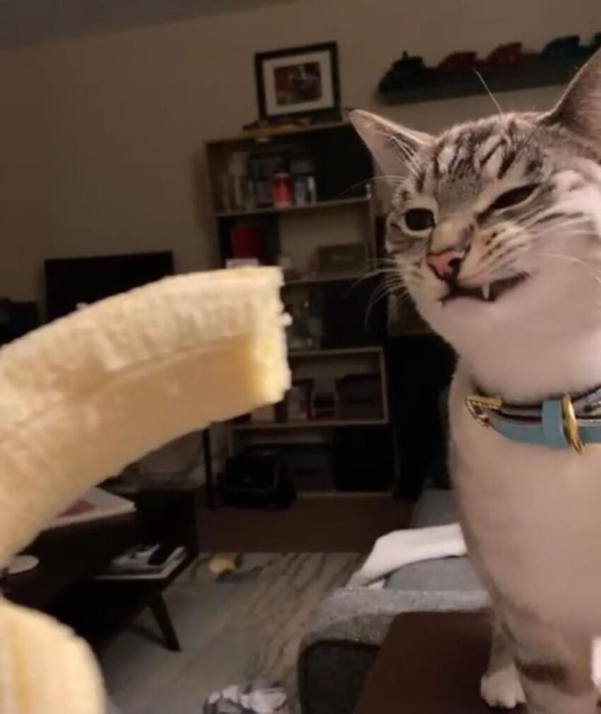 Реакция кошки Мейси на ненавистный ей банан