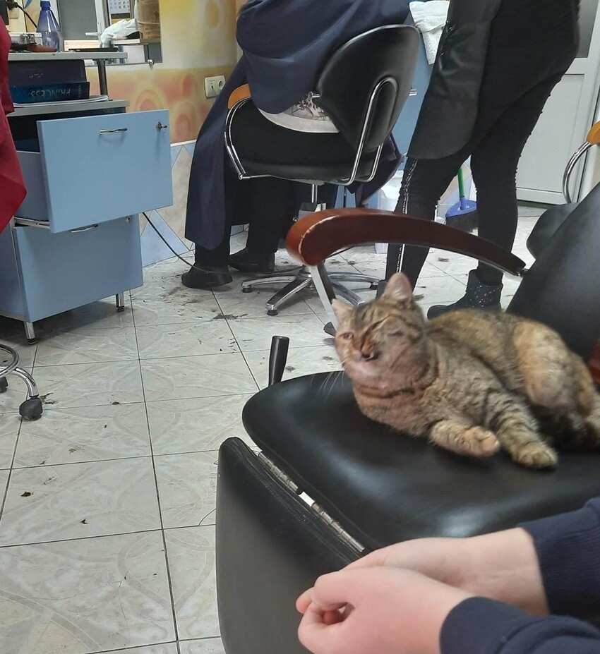 Реакция кота в парикмахерской на то, как подстригли очередного клиента