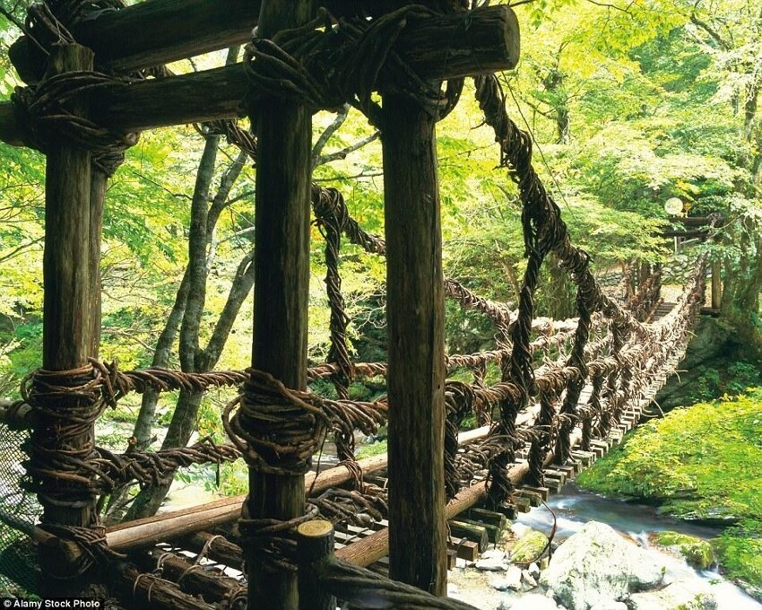 На Сикоку (Япония) есть три виноградных моста, которые построены с использованием деревянных планок и закрепленных  лозами