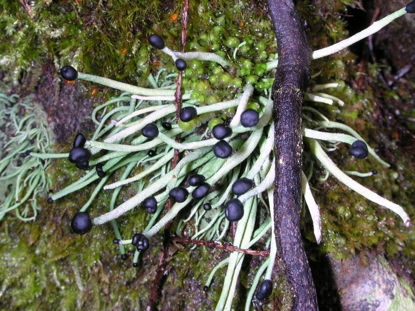 Pilophorus acicularis, широко известный как лишайник "спичка дьявола", является разновидностью лишайника в семействе Cladoniaceae.