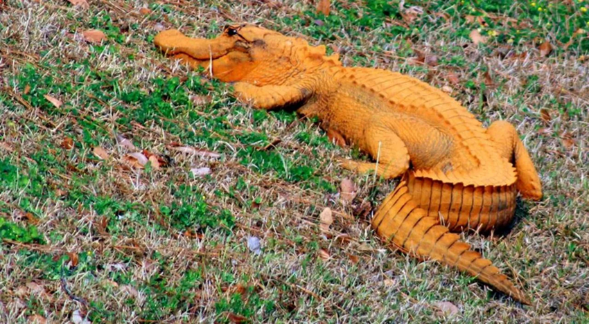 Оранжевые крокодилы: Пещерные крокодилы это настоящая сенсация в зоологии. Живут в едкой щёлочи и едят летучих мышей!