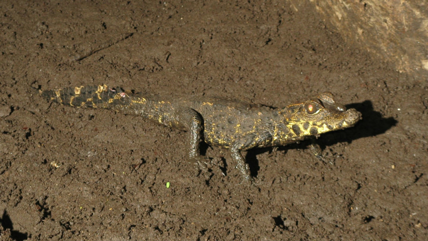 Оранжевые крокодилы: Пещерные крокодилы это настоящая сенсация в зоологии. Живут в едкой щёлочи и едят летучих мышей!