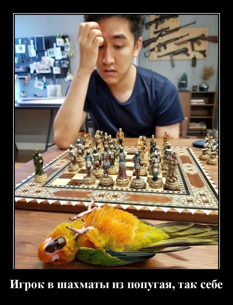 Игрок в шахматы из попугая так себе
