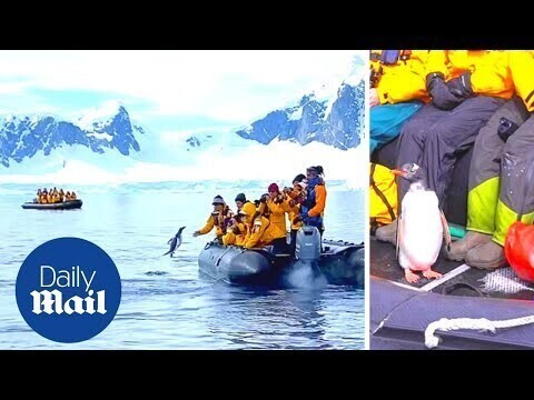 В Антарктиде пингвин, уплывая от косаток, запрыгнул прямо в лодку к туристам 