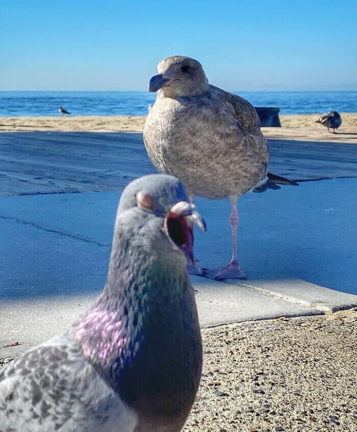 "Пытался сделать фото чайки, но что-то пошло не так.."