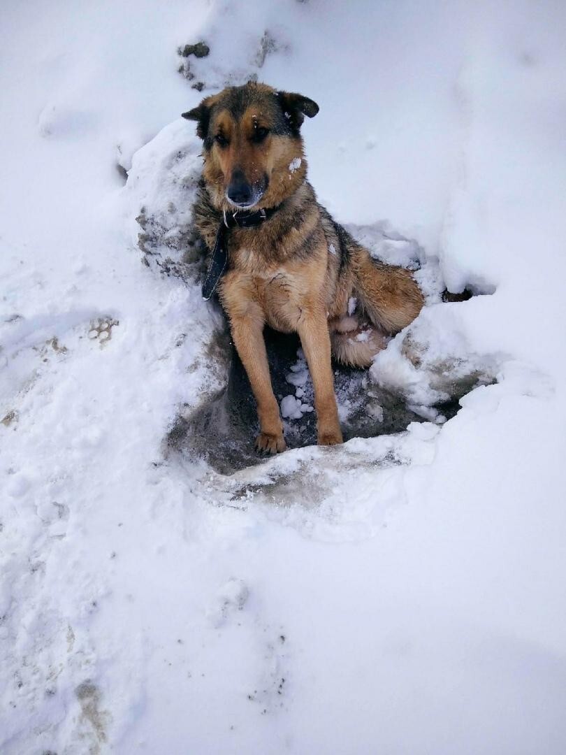 Под Калугой добрые люди избавили собаку от смерти неминучей, освободив от оков ледяной неволи