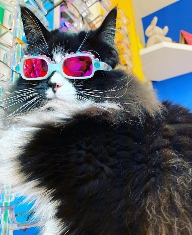 Семья приютила кошку и нашла ей работу в качестве модели для очков