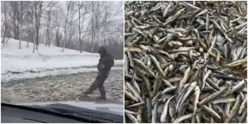 На Сахалине дорогу полностью завалило рыбой