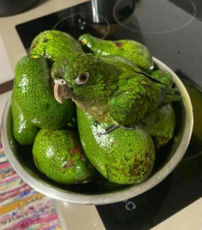 Сколько авокадо в миске?